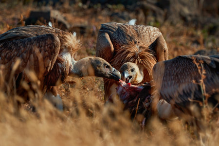Griffon vulture (Gyps fulvus) a large bird of prey. Wild vultures in the mountains of Bulgaria. Madzharovo, Eastern Rhodopes. Scavengers feed at sunrise. Wild live scene in nature.の写真素材