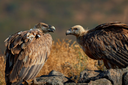 Griffon vulture (Gyps fulvus) a large bird of prey. Wild vultures in the mountains of Bulgaria. Madzharovo, Eastern Rhodopes. Scavengers feed at sunrise. Wild live scene in nature.の写真素材