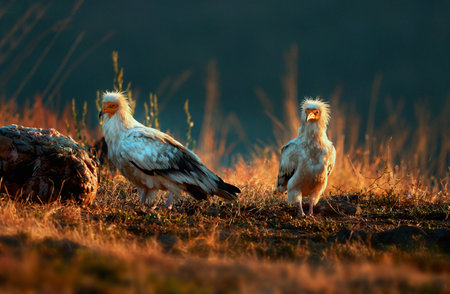 The scavenger vulture (Neophron percnopterus) is a bird of prey. They feed on carrion, corpses of mammals. Madzharovo, Eastern Rhodopes. Wild living scene in nature. Sunrise in the mountains of Bulgaria.の写真素材