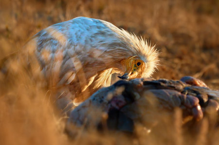 The scavenger vulture (Neophron percnopterus) is a bird of prey. They feed on carrion, corpses of mammals. Madzharovo, Eastern Rhodopes. Wild living scene in nature. Sunrise in the mountains of Bulgaria.の写真素材