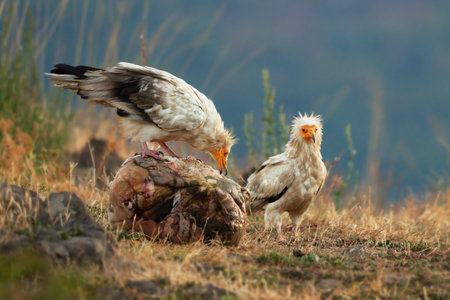 The scavenger vulture (Neophron percnopterus) is a bird of prey. They feed on carrion, corpses of mammals. Madzharovo, Eastern Rhodopes. Wild living scene in nature. Sunrise in the mountains of Bulgaria.の写真素材