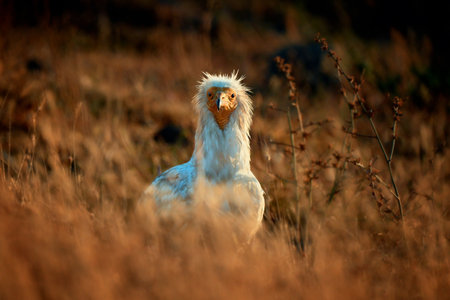 The scavenger vulture (Neophron percnopterus) is a bird of prey. They feed on carrion, corpses of mammals. Madzharovo, Eastern Rhodopes. Wild living scene in nature. Sunrise in the mountains of Bulgaria.の写真素材