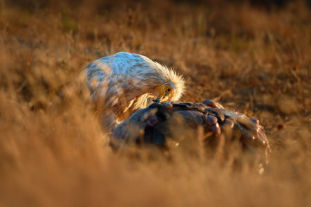 The scavenger vulture (Neophron percnopterus) is a bird of prey. They feed on carrion, corpses of mammals. Madzharovo, Eastern Rhodopes. Wild living scene in nature. Sunrise in the mountains of Bulgaria.の写真素材