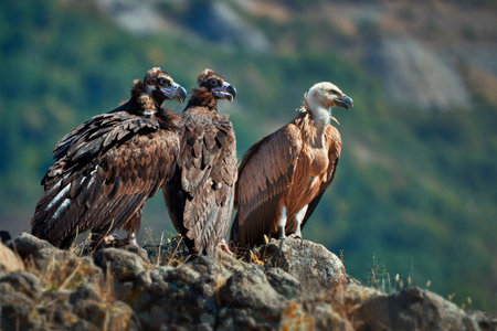 The brown vulture (Aegypius monachus) is a bird of prey. They feed on carrion, the corpses of mammals. Wild vultures in the mountains of Bulgaria. Madzharovo, Eastern Rhodopes. Scavengers. Wild living scene in nature.の写真素材