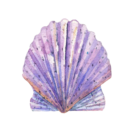 Shell watercolor raster.の写真素材