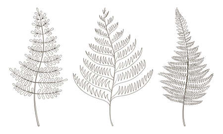 Fern leaves vector sketch botanical clipart. Tropics greenery backgroundのイラスト素材