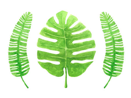 Green Palm leaves watercolor illustration isolated on white background. Tropic Monstera and palm leaves clipart.の写真素材