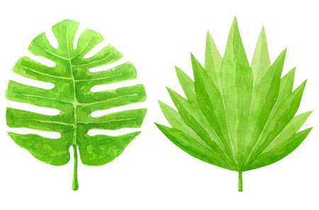 Green Palm leaves watercolor illustration isolated on white background. Tropic Monstera and palm leaves clipart.の写真素材