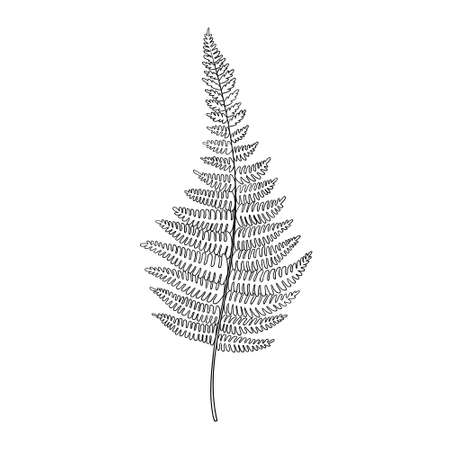 Leaf vector sketch outline illustration. Forest greenery backgroundのイラスト素材