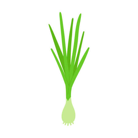 Onion flat vector doodle illustration. Green vegetables healthy food clipartのイラスト素材