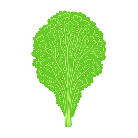 lettuce flat vector doodle illustration. Green vegetables healthy food clipartのイラスト素材
