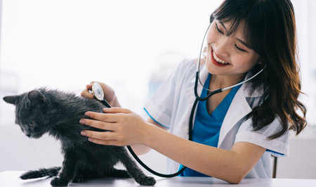 The female veterinarian is doing routine physical exams for the catの写真素材