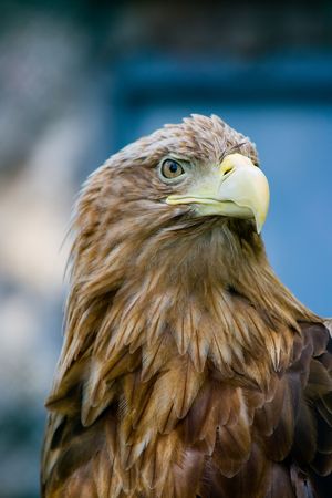 Sharp-sighted sight, sharp beak 