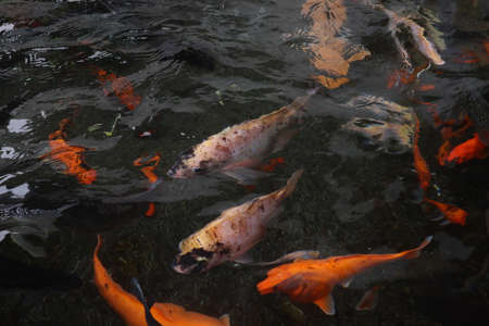 a pond with clear water containing koi fishの写真素材