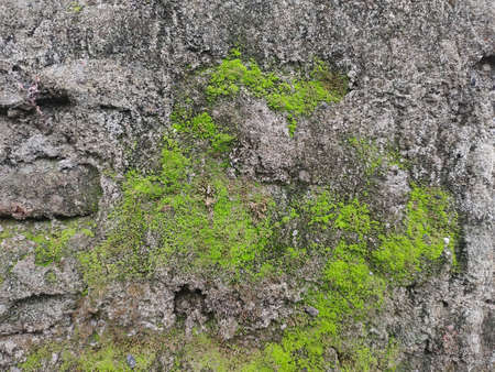 natural green moss on cement wall textureの写真素材