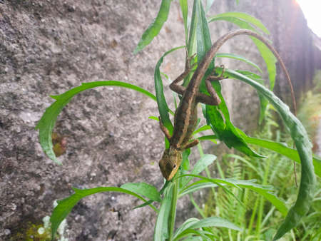 tree lizard hanging on green plantの写真素材