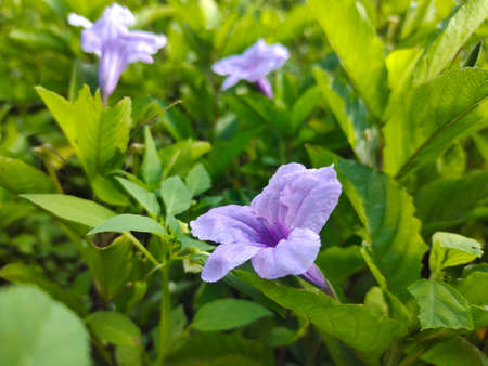 close up view of ruellia tuberosa purple flower, selective focusの写真素材