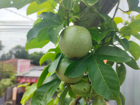 Green unripe passion fruit on the tree. Passiflora edulisの写真素材