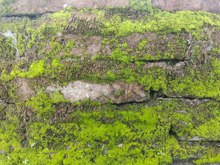 old brick wall with green moss. Background Textureの写真素材