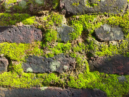 old brick wall with green moss. Background Texture