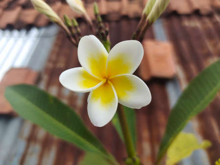 top view of plumeria white flower, selective focus