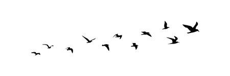 group of flying birds silhouette illustrationのイラスト素材