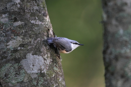 Nuthatchの写真素材