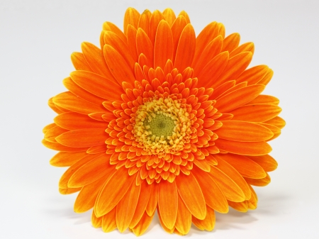 Gerbera Daisyの写真素材