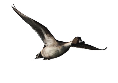 Pintail Duckの写真素材