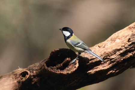 A littile birdの写真素材