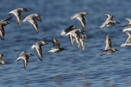 Red-necked Stintの写真素材