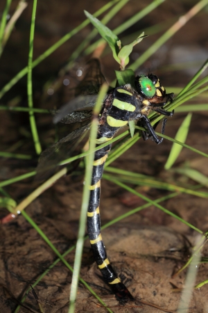 Golden-ringed dragonflyの写真素材