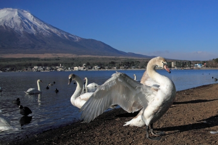 Mt Fuji and Swanの写真素材