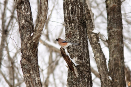 Winter trees and Eurasian jayの写真素材