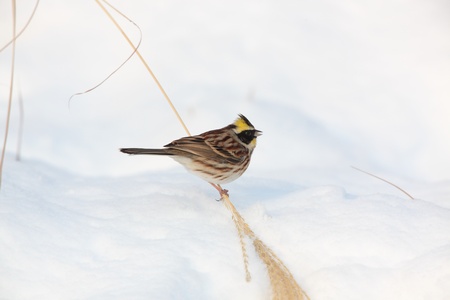 Yellow-throated buntingの写真素材