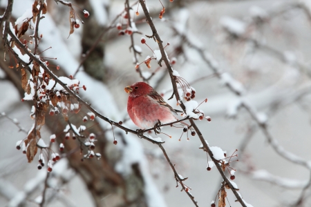 Rosefinchの写真素材