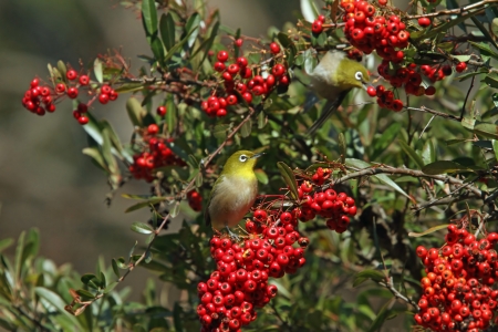 Japanese White-eyeの写真素材