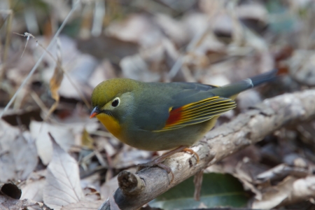 Red-billed leiothrixの写真素材
