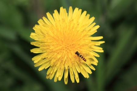Dandelionの写真素材