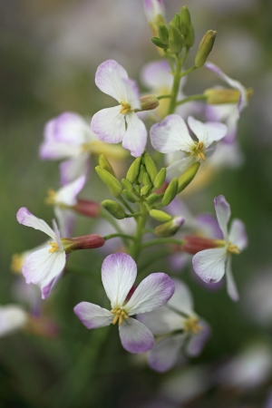 The flower of a Japanese radish の写真素材