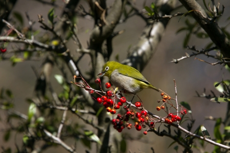 Japanese White-eyeの写真素材