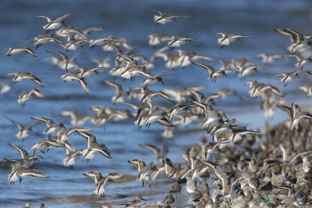 Red-necked Stintの写真素材