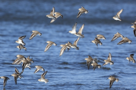 Red-necked Stintの写真素材