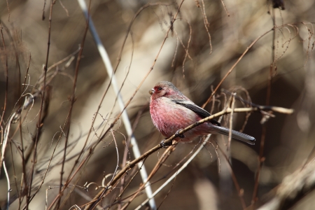 Long-tailed Rosefinchの写真素材