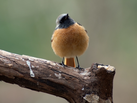 Daurian Redstartの写真素材