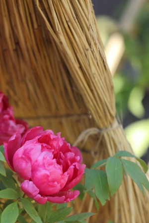 Peonyの写真素材