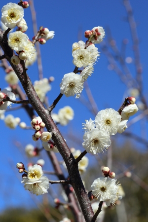 Apricotの写真素材