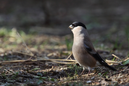 Eurasian Bullfinchの写真素材