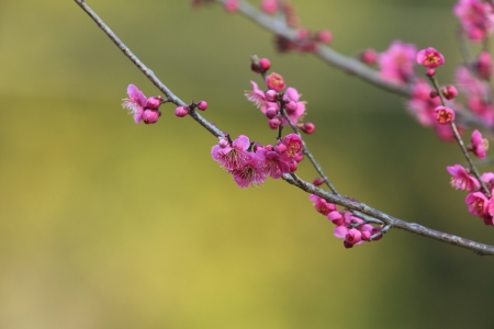 Japanese apricotの写真素材