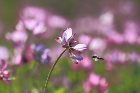 Chinese milk vetchの写真素材